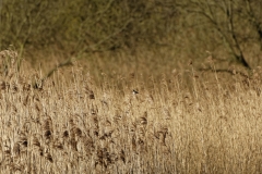 Reed Bunting