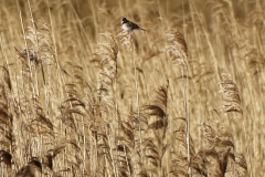 Reed Bunting