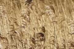 Reed Bunting