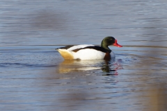 Male Shelduck