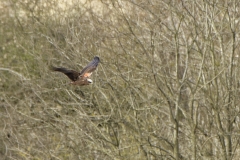 Female Mash Harrier