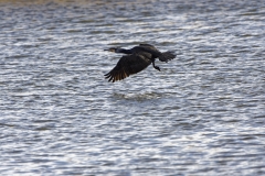 Cormorant in Flight Over Water