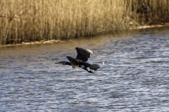 Cormorant in Flight Over Water