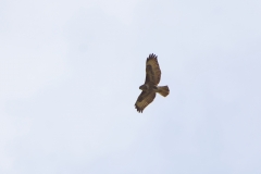 Buzzard in Flight