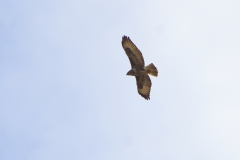 Buzzard in Flight