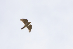 Male Sparrowhawk