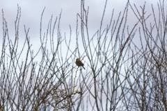 Female Chaffinch