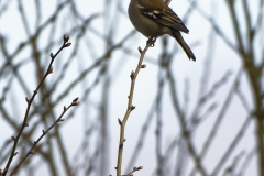 Female Chaffinch