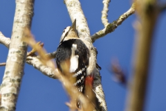 Great Spotted Woodpecker