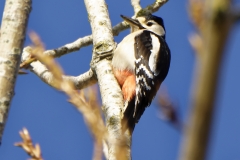 Great Spotted Woodpecker