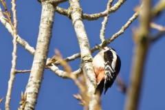 Great Spotted Woodpecker