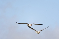 Greylag Geese in Flight