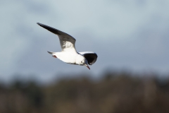 Black-headed Gull in Flight