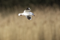 Black-headed Gull in Flight