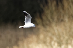 Black-headed Gull in Flight