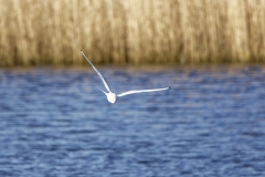 Black-headed Gull in Flight over water