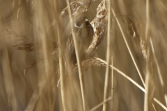 Reed Bunting