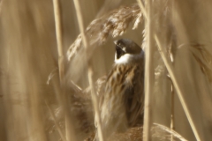 Reed Bunting