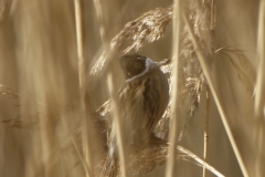 Reed Bunting