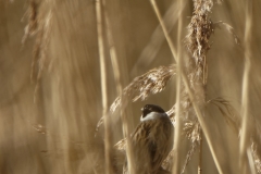 Reed Bunting