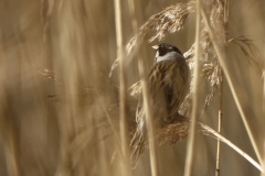 Reed Bunting