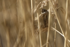 Reed Bunting