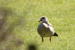 Egyptian Goose