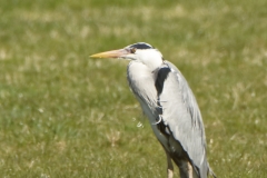 Grey Heron