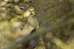 Tree Creeper in Flight