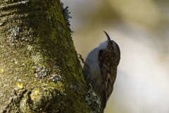 Tree Creeper