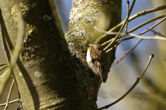 Tree Creeper