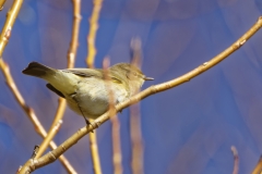 Willow Warbler