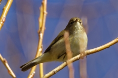 Willow Warbler