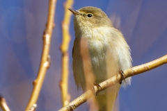 Willow Warbler