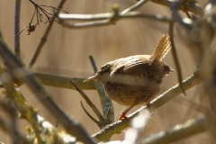 Wren