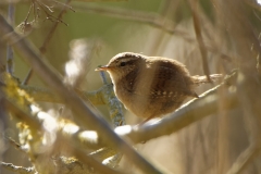 Wren