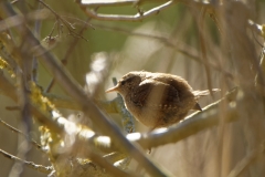 Wren