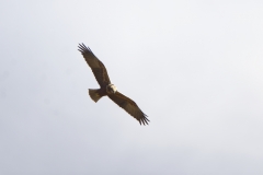 Female Marsh Harrier