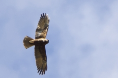 Female Marsh Harrier