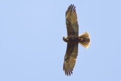 Female Marsh Harrier