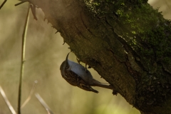 Tree Creeper