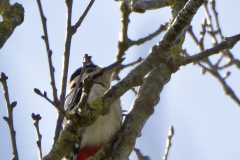 Great Spotted Woodpecker