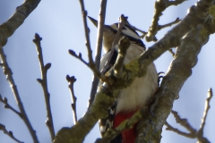 Great Spotted Woodpecker