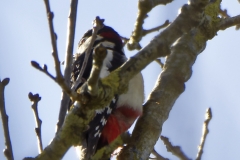 Great Spotted Woodpecker