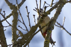 _DSGreat Spotted Woodpecker