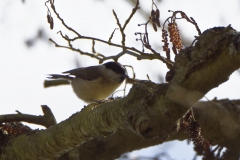 Marsh Tit