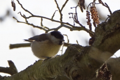 Marsh Tit