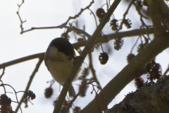 Marsh Tit