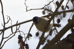 Marsh Tit