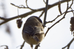 Marsh Tit Back view